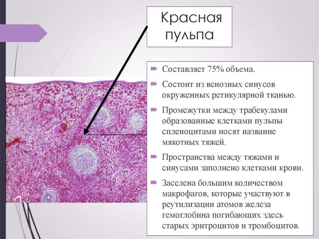 Селезенка гистология презентация