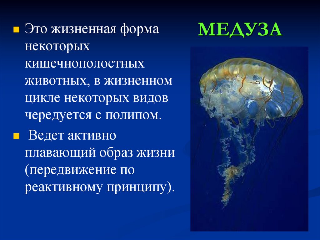 Какие животные кишечнополостные. Жизненная форма сцифоидных медуз. Представители медуз. Медуза относится к классу. Класс Сцифоидные медузы жизненная форма.