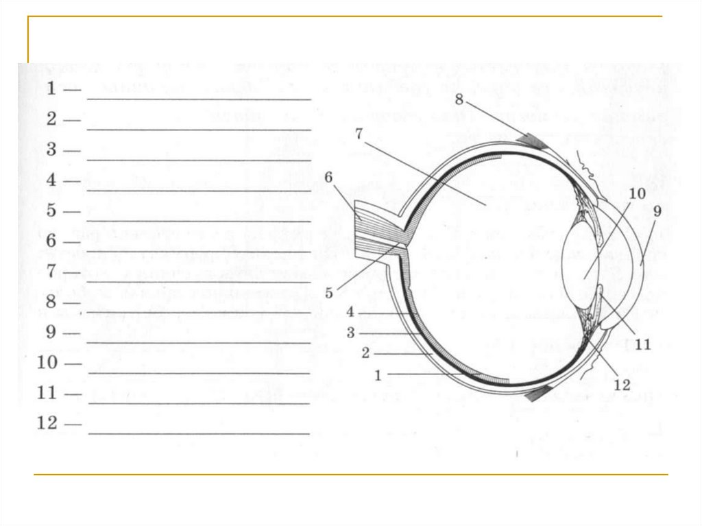 Тест по глазу 8 класс. Схема глазного яблока 8 класс биология. Глазной анализатор строение рисунок. Строение глаза анатомия ЕГЭ. Глаз строение глаза проверочная.