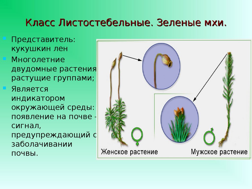 Мхи признак растений