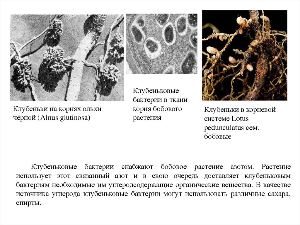 Пример симбиоза бактерий. Азотфиксирующие бактерии симбионты. Характеристика клубеньковых бактерий. Клубеньковые бактерии и бобовые растения. Симбиоз растений и микроорганизмов.