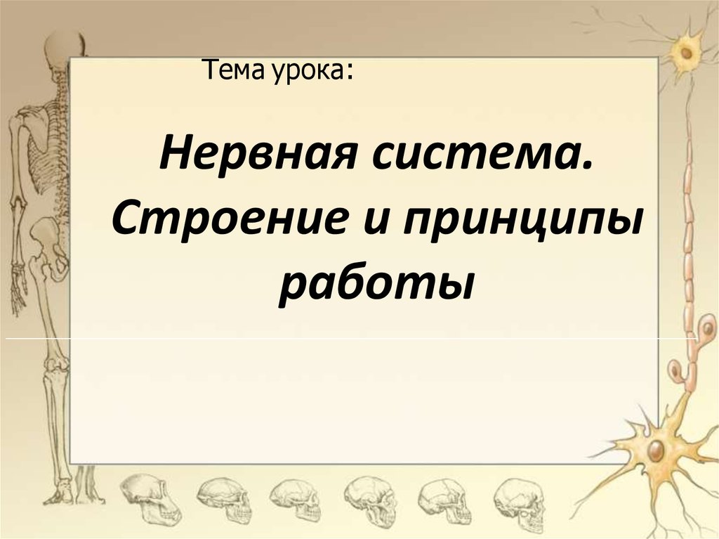 Лабораторная работа нервная система