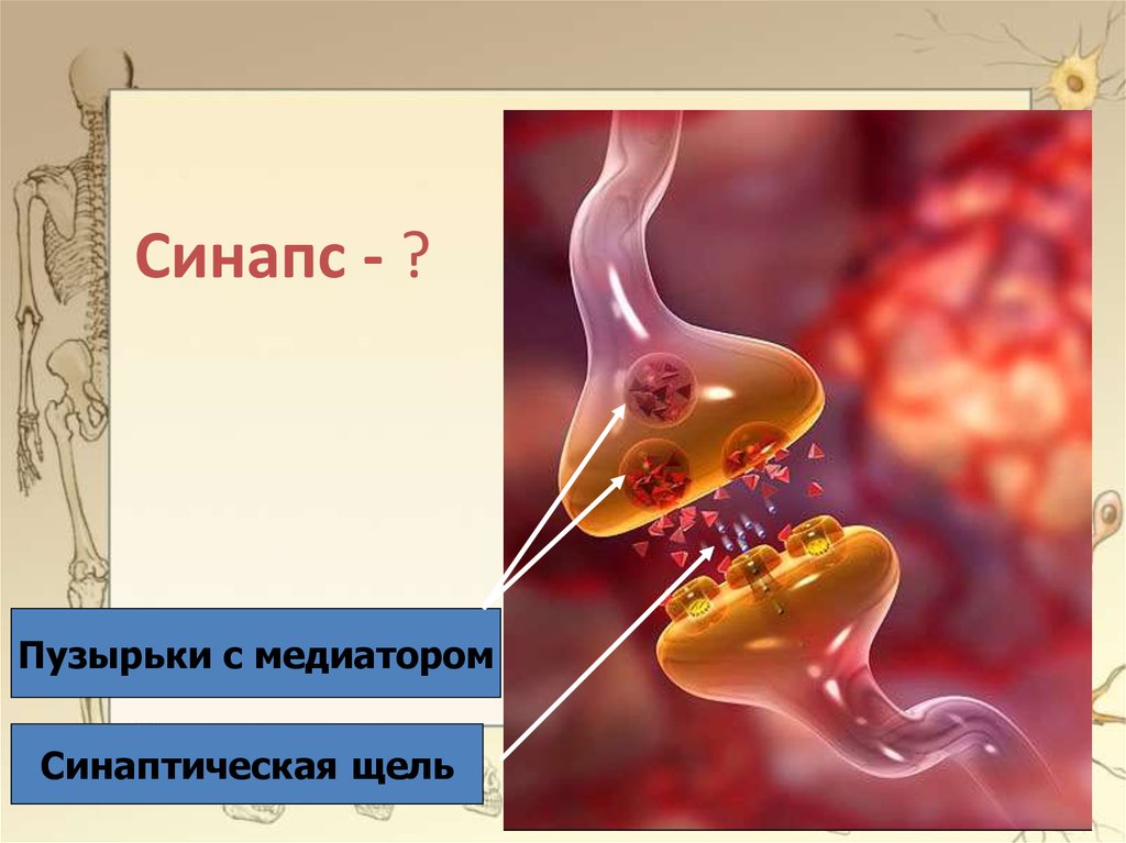 Синапс - ?