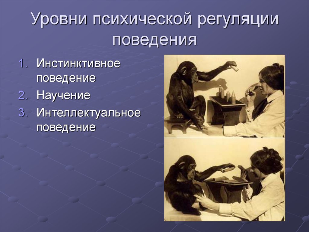 Представление о психическом. Психическая регуляция поведения. Уровни психической регуляции. Психическая регуляция поведения и деятельности. Регуляция это в психологии.