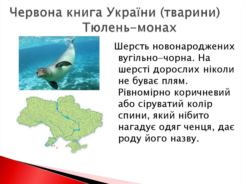 Червона книга України (тварини) Тюлень-монах