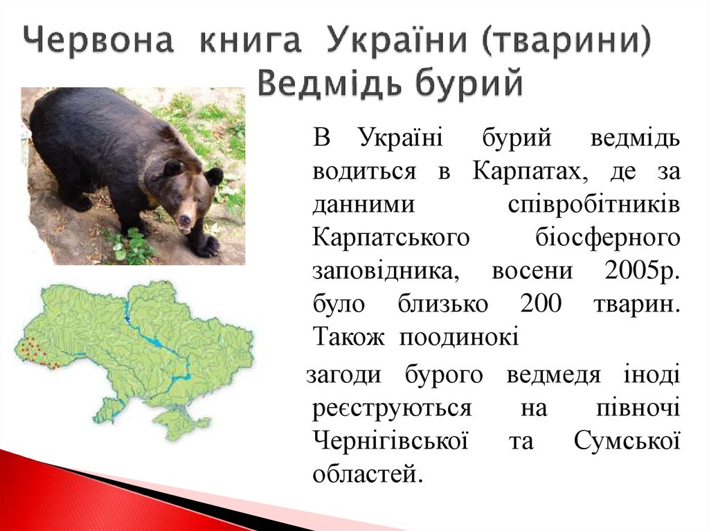Червона книга України (тварини) Ведмідь бурий