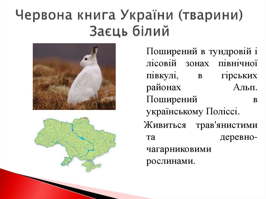 Червона книга України (тварини) Заєць білий
