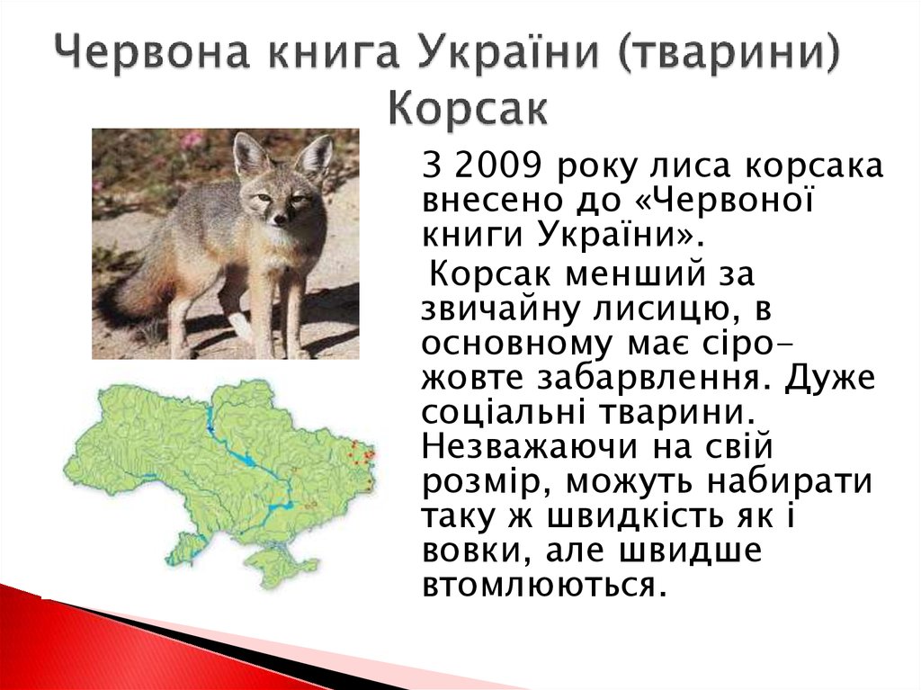 Червона книга України (тварини) Корсак