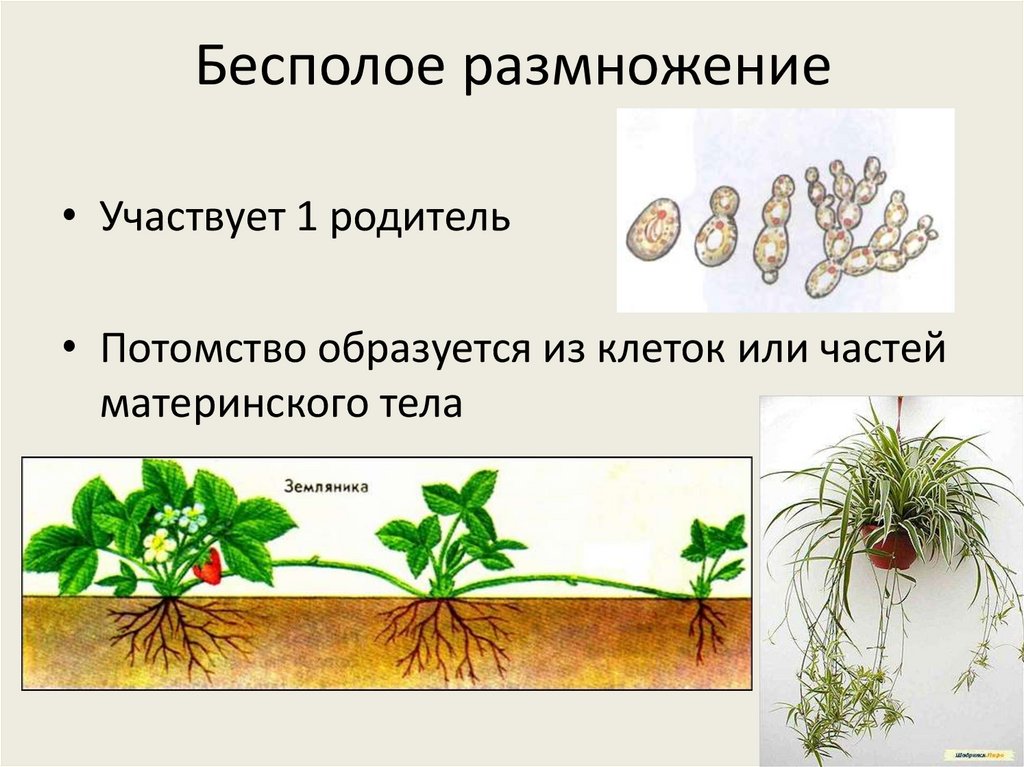 Какие способы размножения встречаются у растений