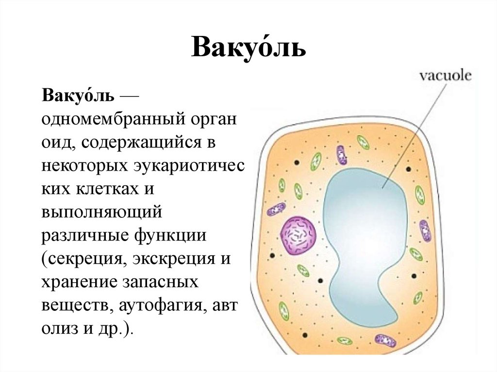 Какое значение вакуоля. Строение клетки вакуоли строение. Рисунок вакуоли растительной клетки. Вакуоль клетки 5 класс биология. Вакуоль растительной клетки строение.