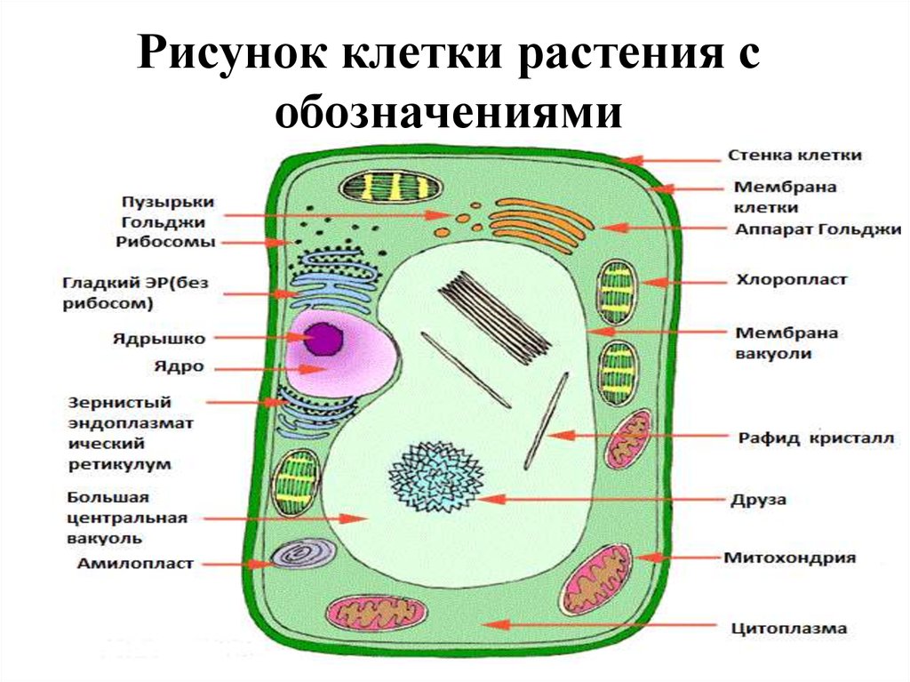 Растительные клетки названия. Схема органелл растительной клетки строение. Органоиды растительной клетки схема. Растительные клетки строение растительной клетки. Структура растительной клетки рисунок.