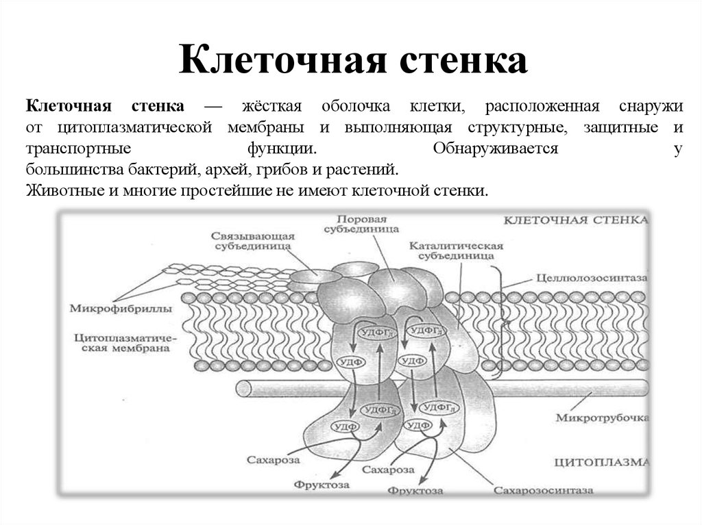 Клеточная стенка 5 класс. Плотная наружная клеточная стенка строение и функции. Схема строения клеточной стенки растений. Состав клеточной стенки растений. Клеточная стенка растений состоит из.
