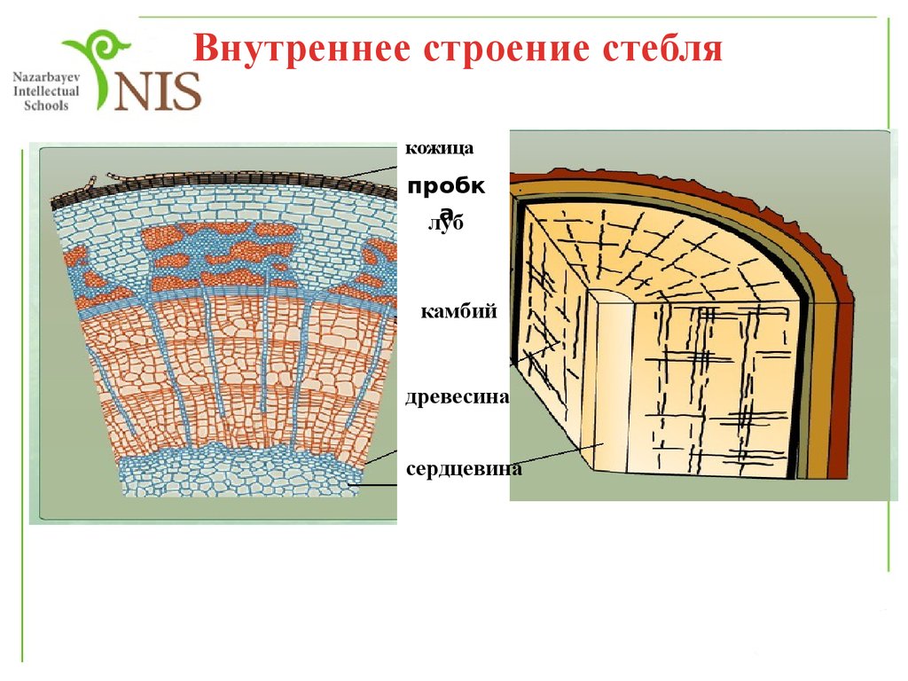 Строение части стебля