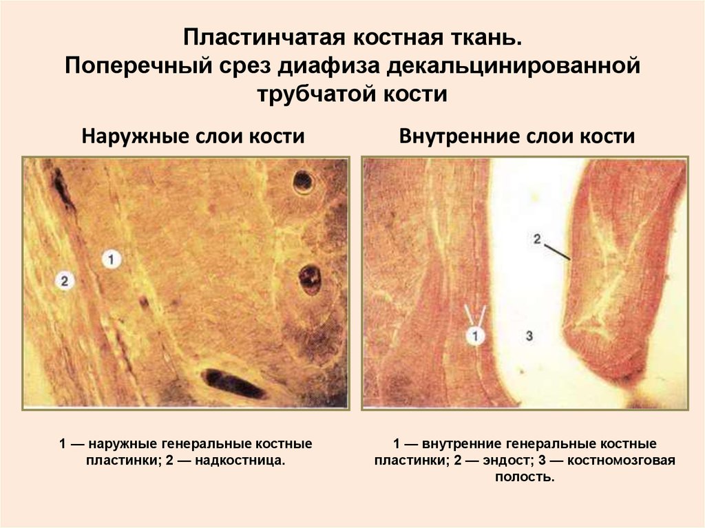 Поперечный срез трубчатой кости. Пластинчатая компактная костная ткань диафиза. Пластинчатая костная ткань генеральные пластинки. Пластинчатая костная ткань диафиза декальцинированной. Пластинчатая костная ткань продольный.