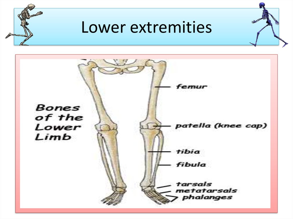 Lower extremities.