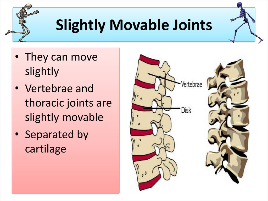 only movable bone in the facial skeleton