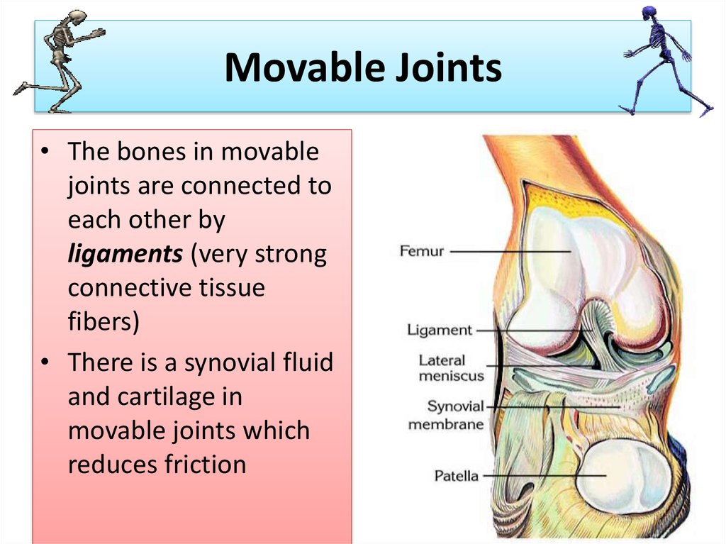 did-you-know-the-adult-human-body-has-206-bones-and-about-230-movable