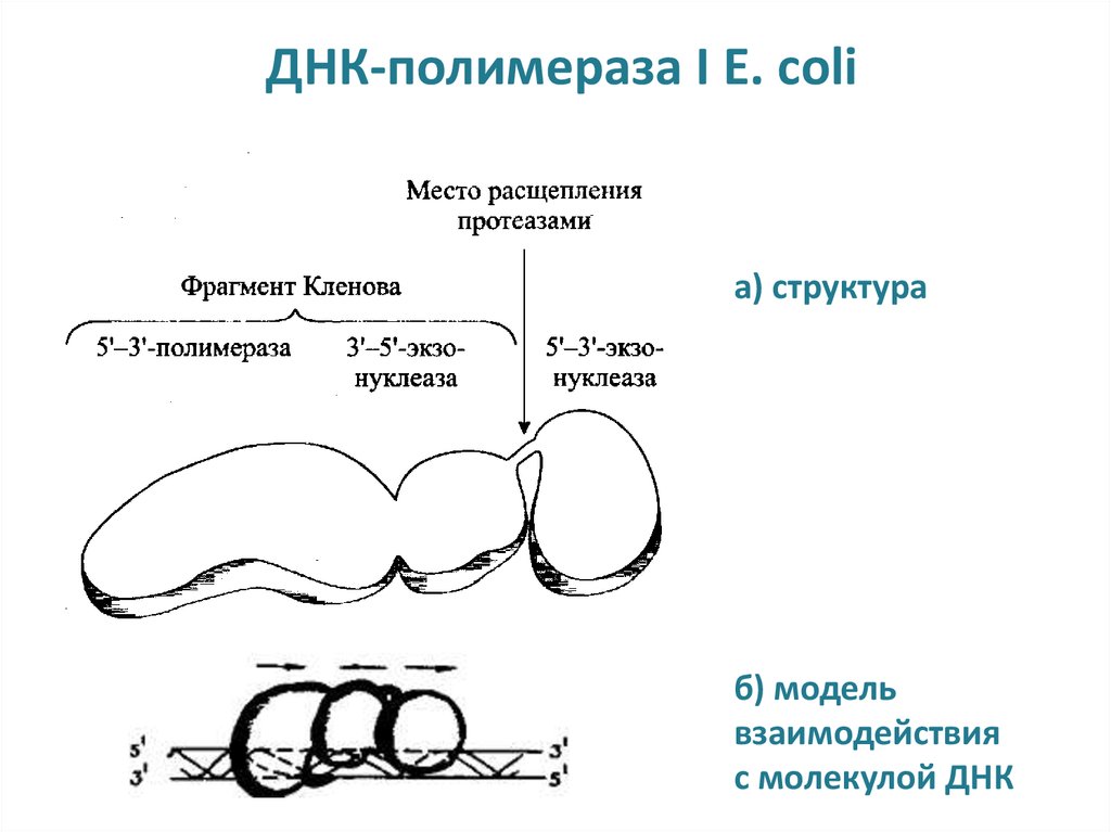 Днк полимераза картинка