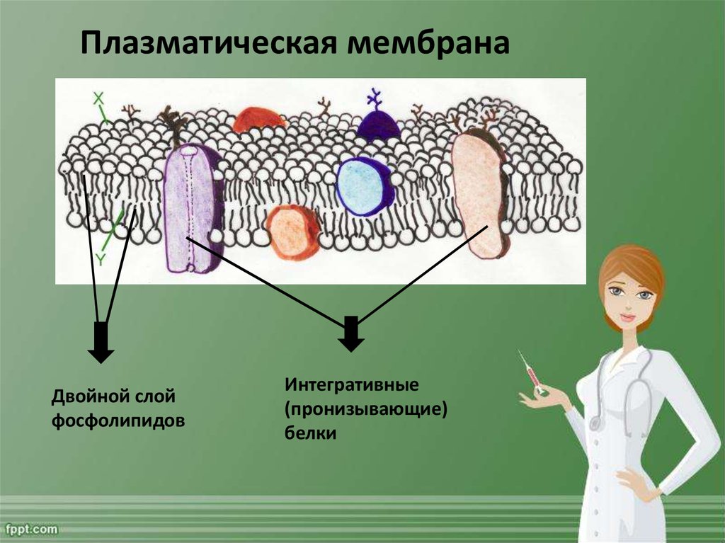 Двойная мембрана. Плазматическая мембрана пронизывающий белок. Двойной слой фосфолипидов. Пронизывающие белки функции. Раздражители среды.