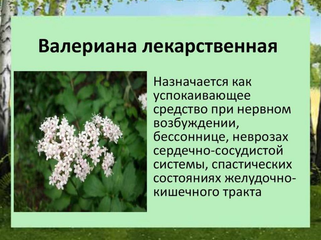 Описание 4 картинки. Лекарственные растения Нижегородской области. Лекарственные растенияижегородской обл. Лекарственные валериана растения презентация. Лекарственные растения Нижегородской области проект.