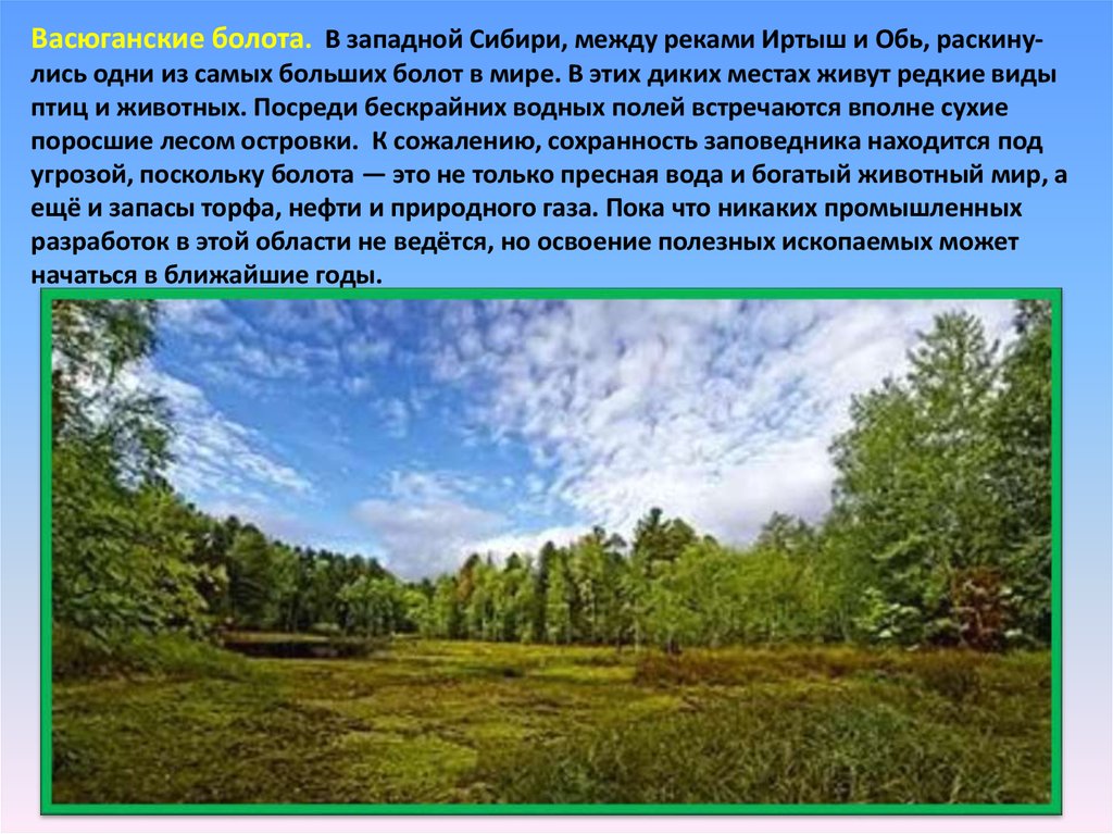 Васюганские болота. В западной Сибири, между реками Иртыш и Обь, раскину-лись одни из самых больших болот в мире. В этих диких