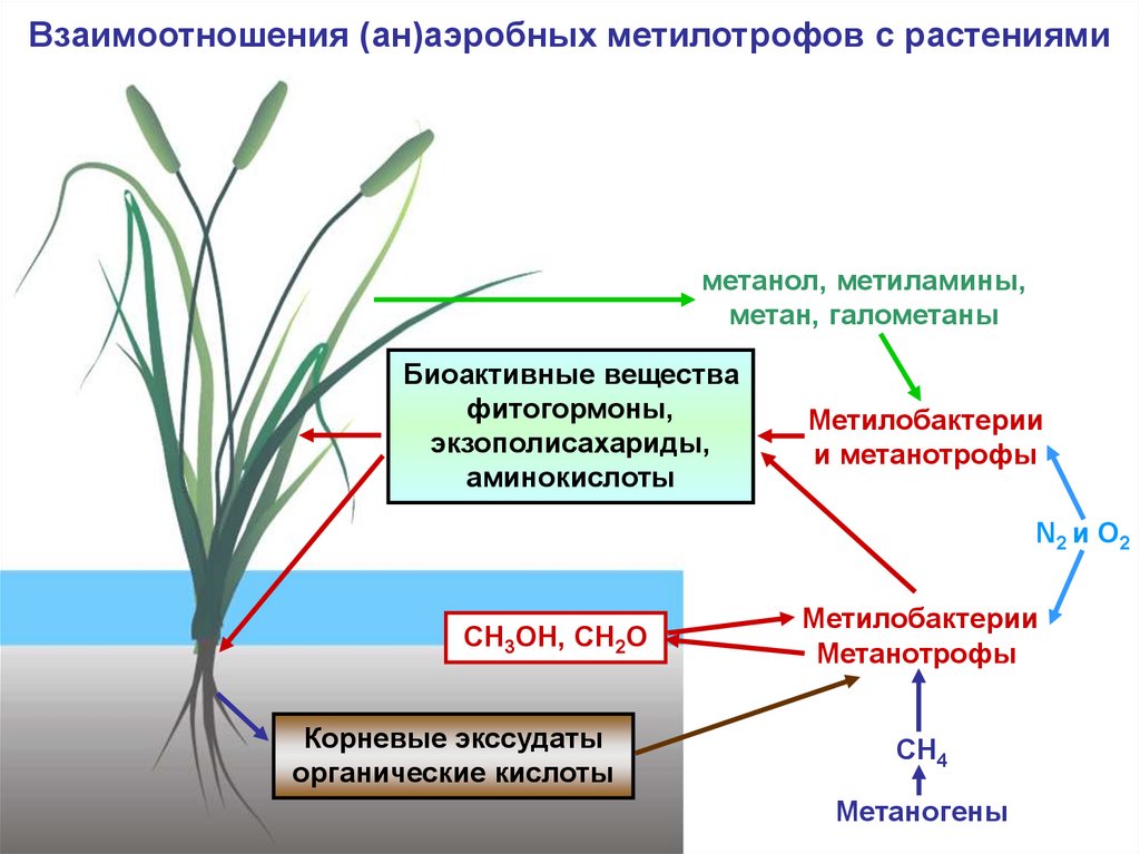 Аэробная среда. Аэробные растения. Факультативные метилотрофы. Метилотрофы схема. Таксономическое разнообразие аэробных метилотрофов.