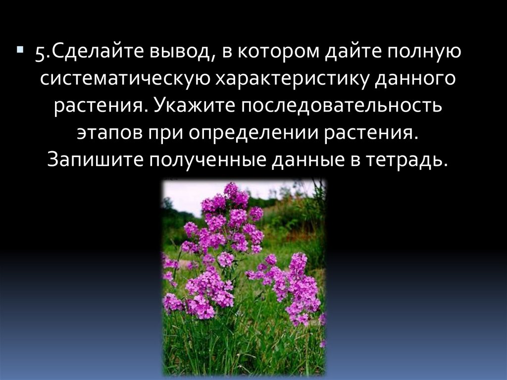Дайте определение цветка. Вывод на тему крестоцветные растения. Формула крестоцветных растений. Трава определение. Цветы крестоцветных сиреневые.