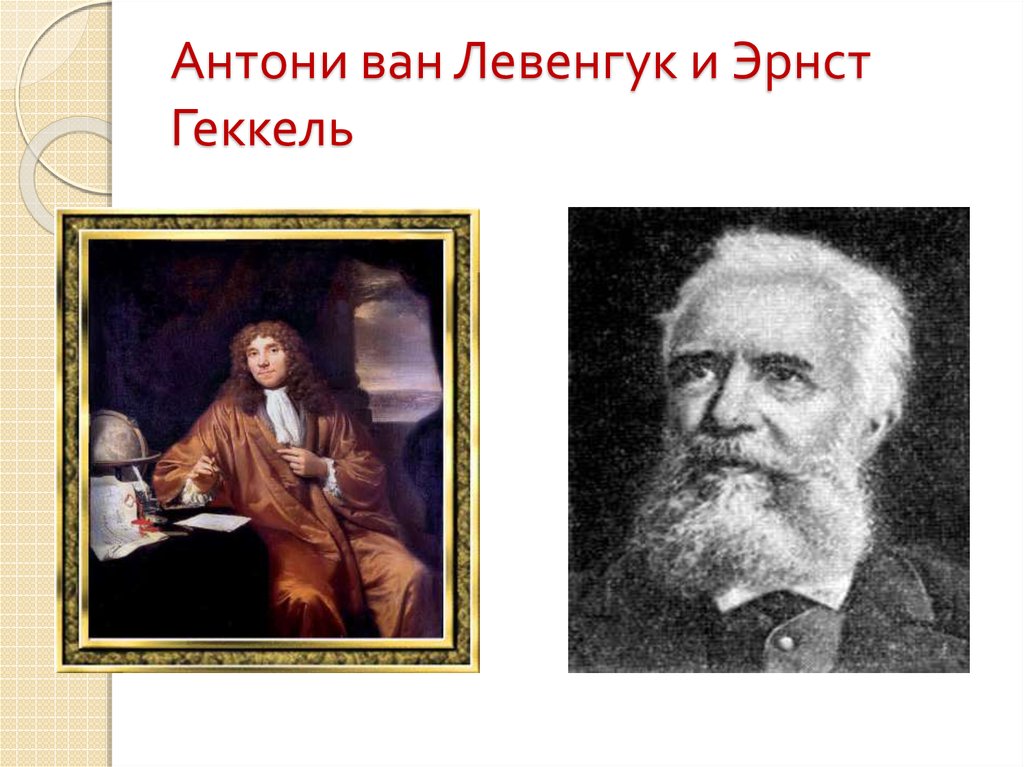 Антони ван Левенгук и Эрнст Геккель