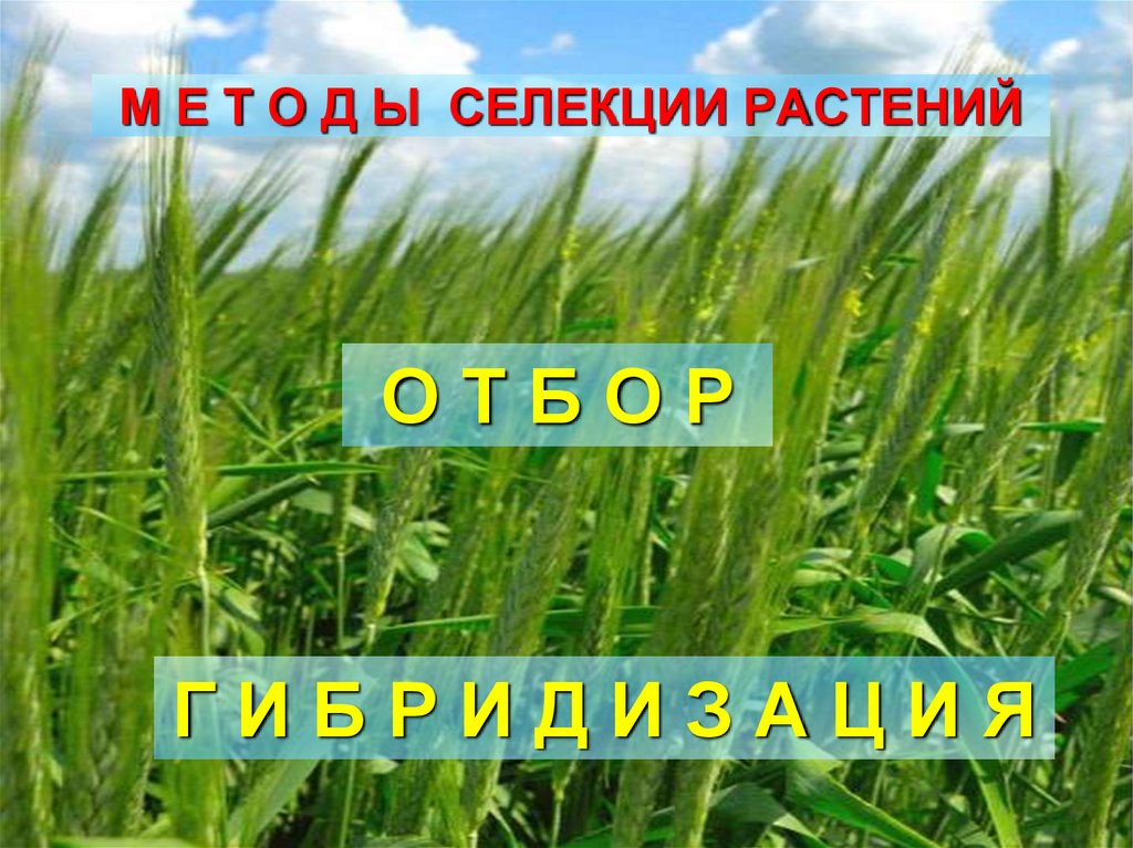 Селекция растений. История селекции растений. Достижения современной селекции в растениеводстве. Экологическая селекция. Фон для презентации селекция.