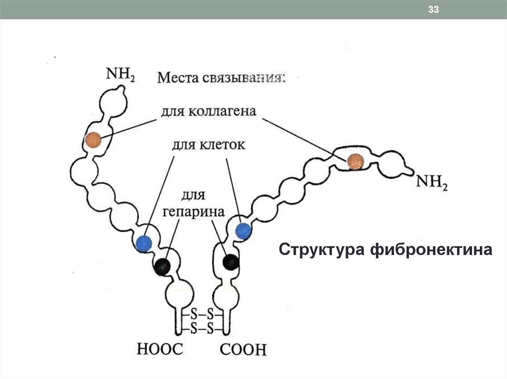 Биохимическое строение. Структура соединительной ткани биохимия. Фибронектин строение биохимия. Особенности строения белков соединительной ткани биохимия. Коллаген и эластин биохимия.