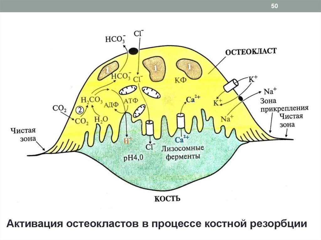 Схема строение остеокласта