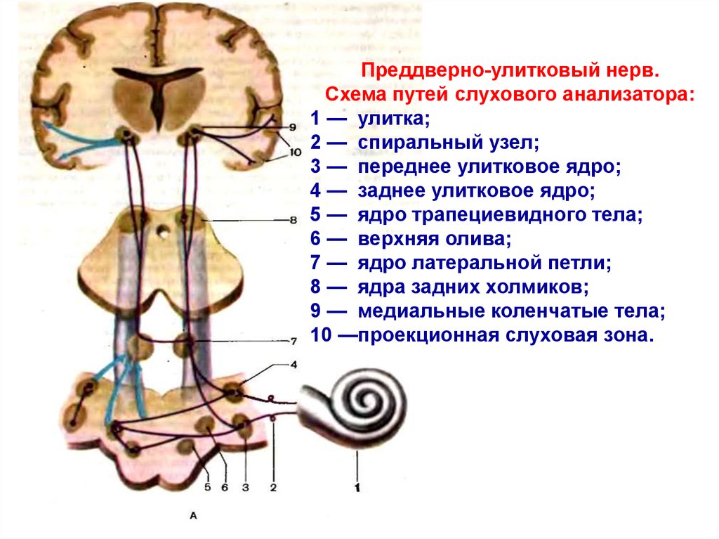 Слуховой нерв какой отдел. Проводящие пути слухового анализатора Нейроны. Проводящие пути слухового анализатора схема анатомия. Слуховой анализатор анализатор. Преддверно-улитковый нерв схема.