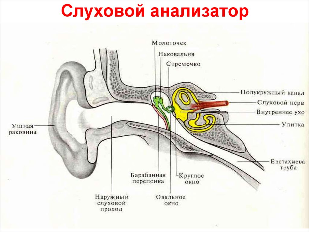 Какое значение органа слуха. Графологическое строение слухового анализатора. Строение строение слухового анализатора. Схема слухового анализатора анатомия. Строение слухового анализатора человека анатомия.