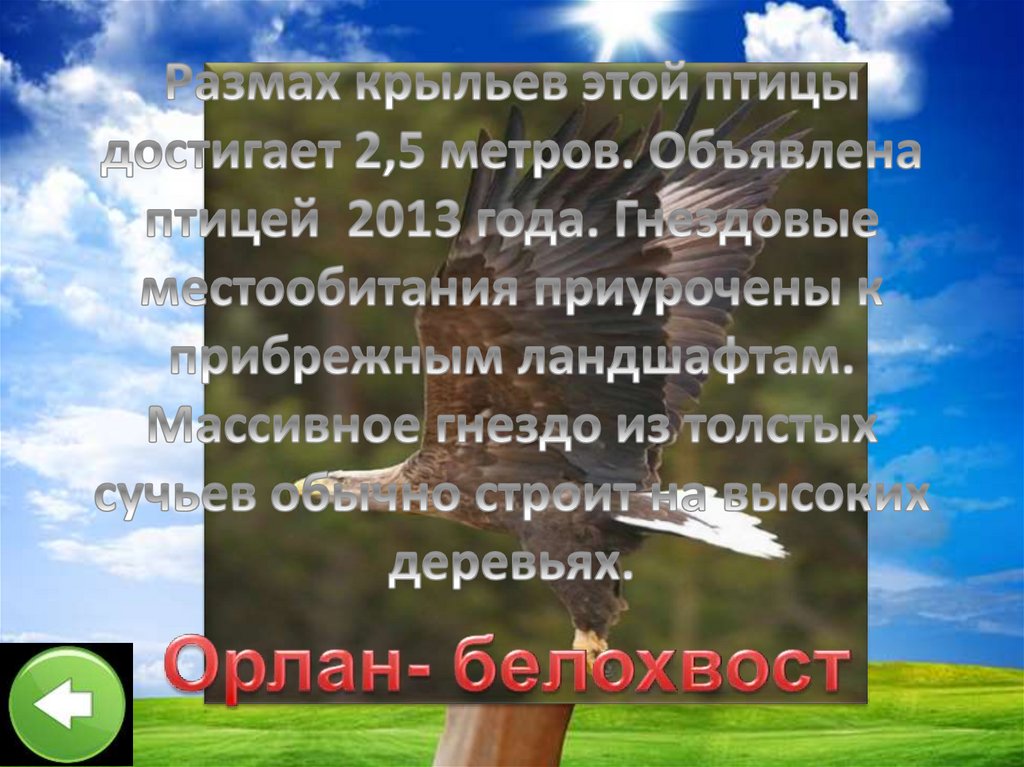 Размах крыльев этой птицы достигает 2,5 метров. Объявлена птицей 2013 года. Гнездовые местообитания приурочены к прибрежным