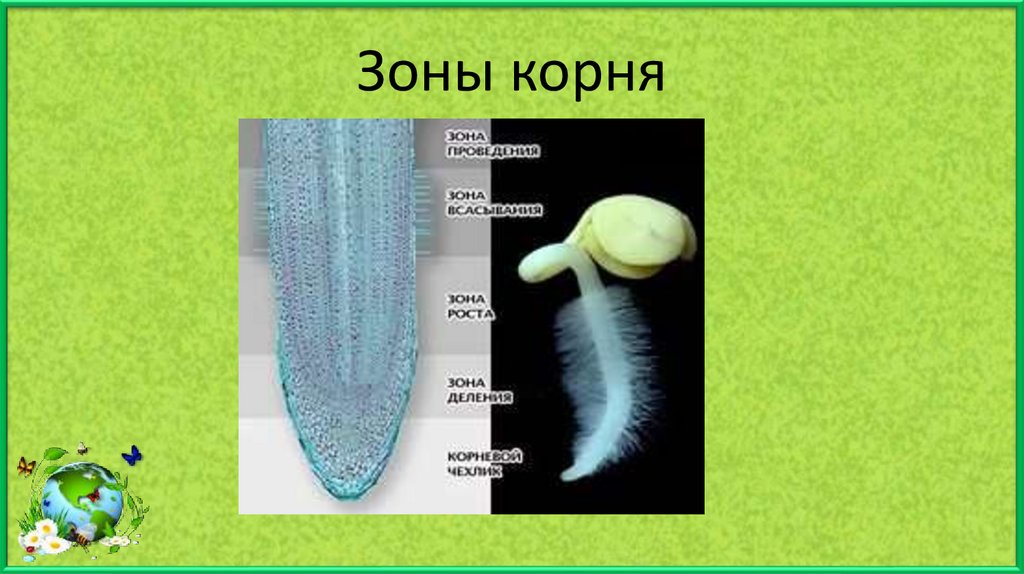 Тест по биологии 6 корень