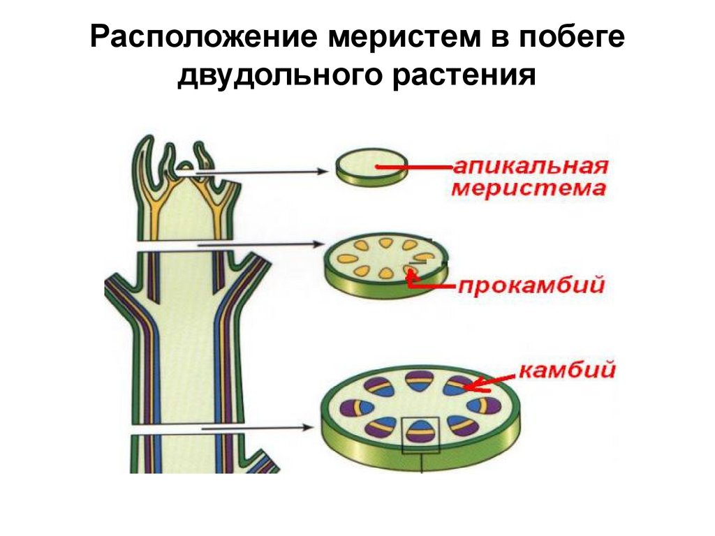 Меристема. Раневая меристема. Раневая меристема у растений. Раневая меристема строение. Раневые (травматические) меристемы.