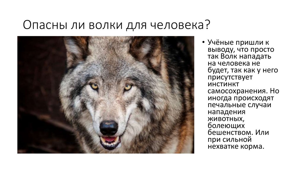 Значение имени волк. Опасные животные волк. Волк опасное животное для человека. Опасные животные для человека 2 кла.