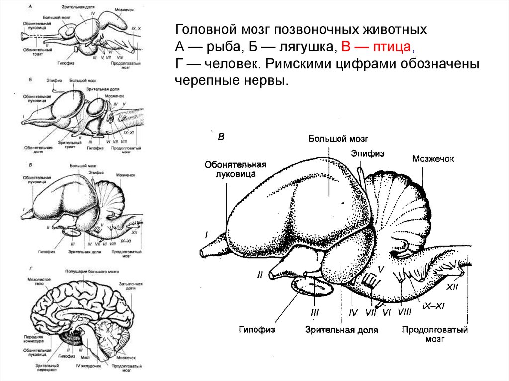 Мозг позвоночных сравнение. Строение головного мозга позвоночных животных. Схемы строения головного мозга позвоночных животных. Строение головного мозга позвоночных таблица. Филогенез головного мозга позвоночных таблица.