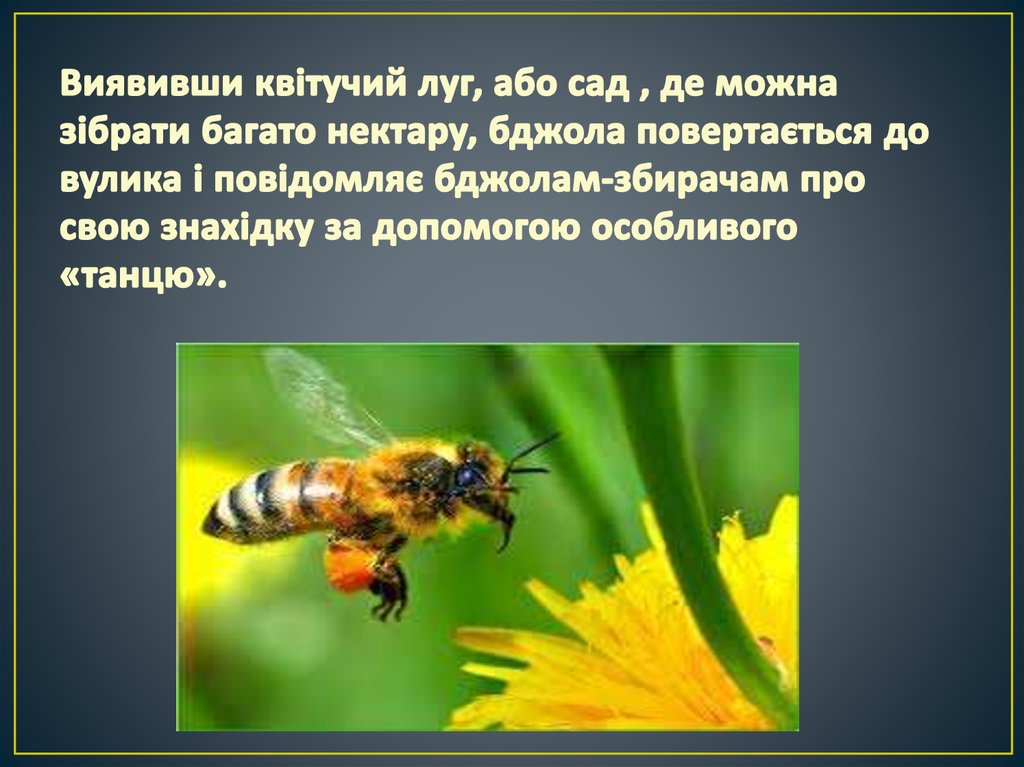 Виявивши квітучий луг, або сад , де можна зібрати багато нектару, бджола повертається до вулика і повідомляє бджолам-збирачам