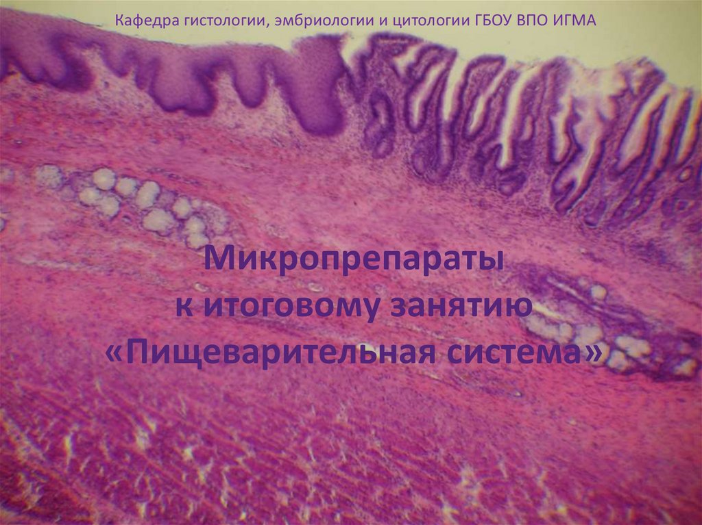 Пищеварительная система презентация гистология