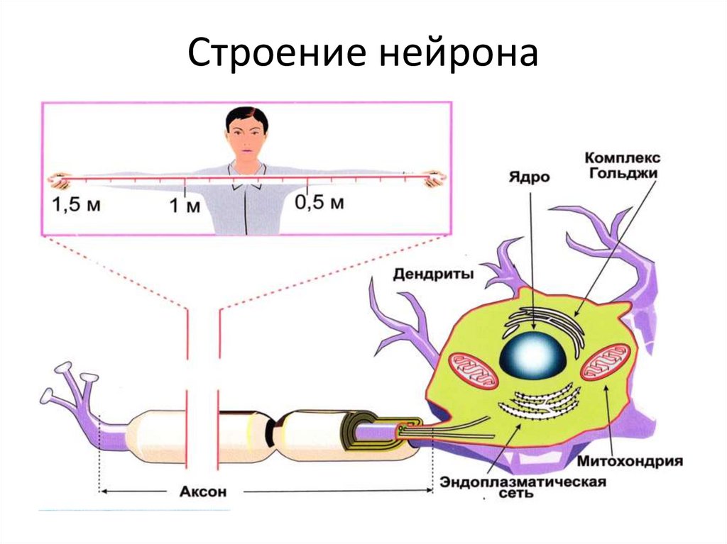 Нейрон состоит из