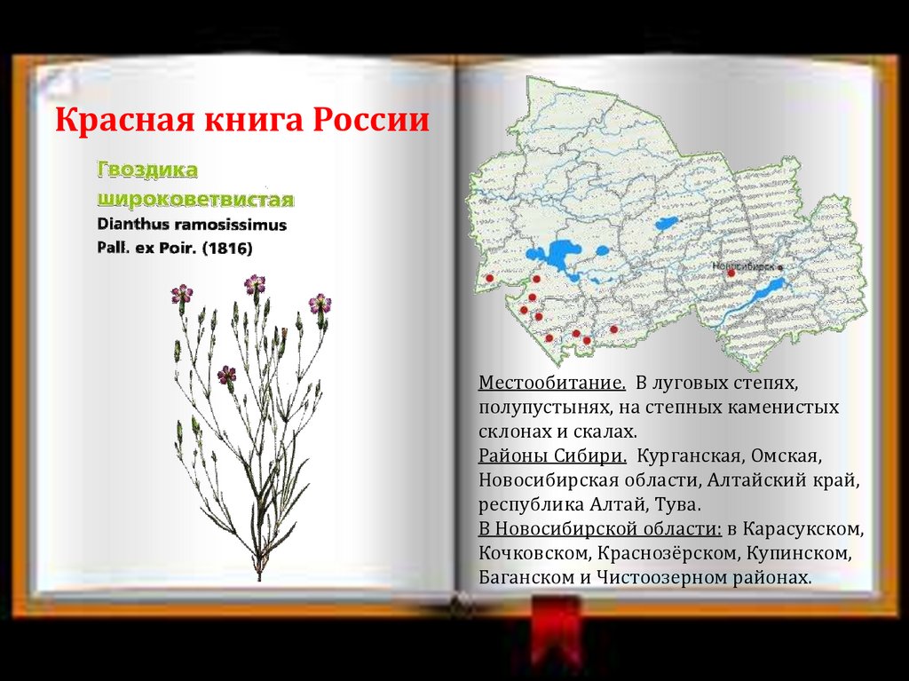 Растения красной книги новосибирской области презентация