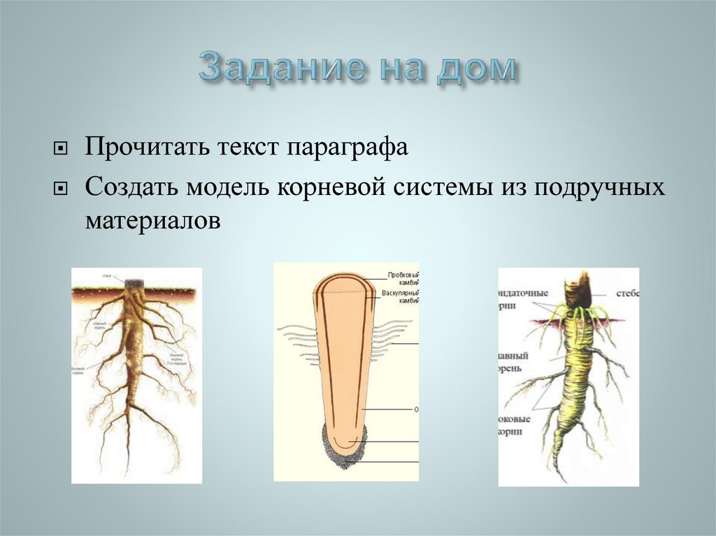 Клеточное строение корня (барельефная модель)