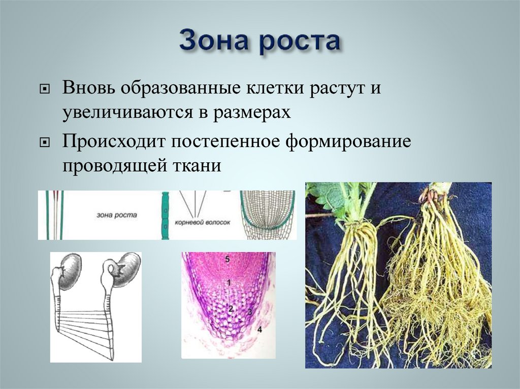 Клетки зоны делятся. Зона роста. Зоны роста растений. Зона роста клетки. Зона роста образован клетками.