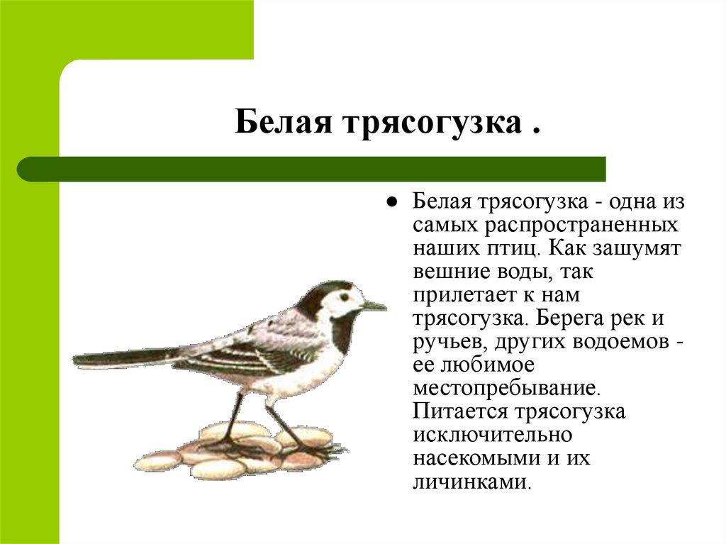 Трясогузка птица фото и описание чем питается