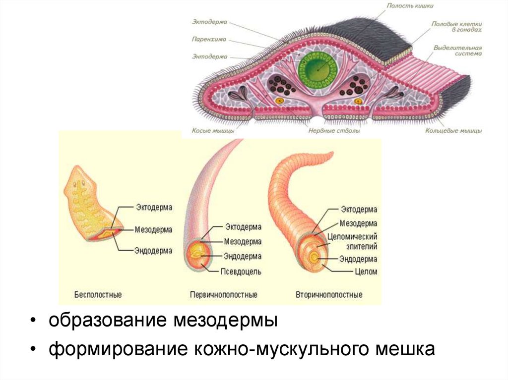 Кольцевые черви полость тела. Ароморфозы кольчатых червей ЕГЭ. Ароморфозы плоских червей. Кольцевые мышцы у плоских червей. Энтодерма у плоских червей.