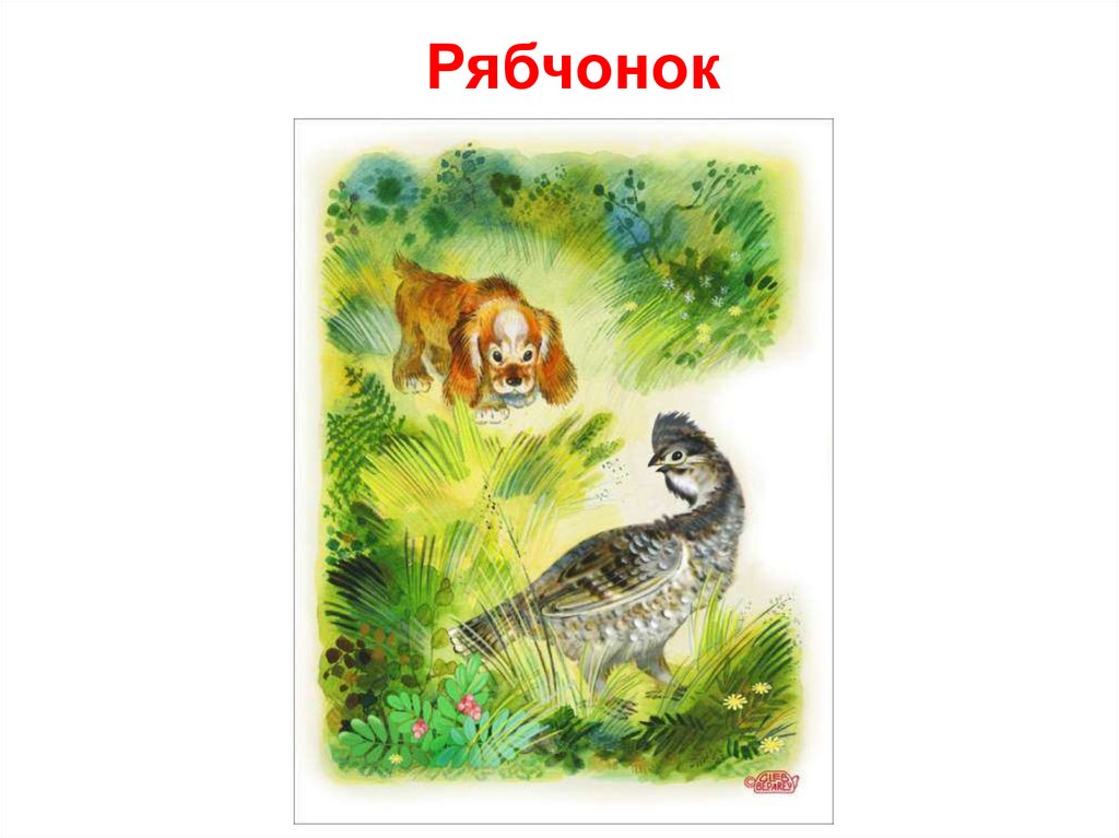 Чарушин 2 класс презентация. Рябчонок Чарушин иллюстрации. Евгений Чарушин Рябчонок. Произведение Чарушина Рябчонок. Иллюстрация к рассказу Чарушина Рябчонок.