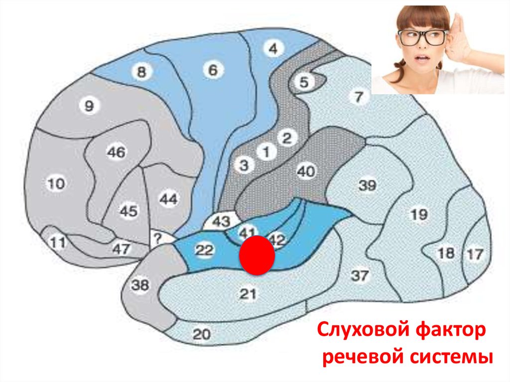 Презентация нарушения мышления при локальных поражениях мозга