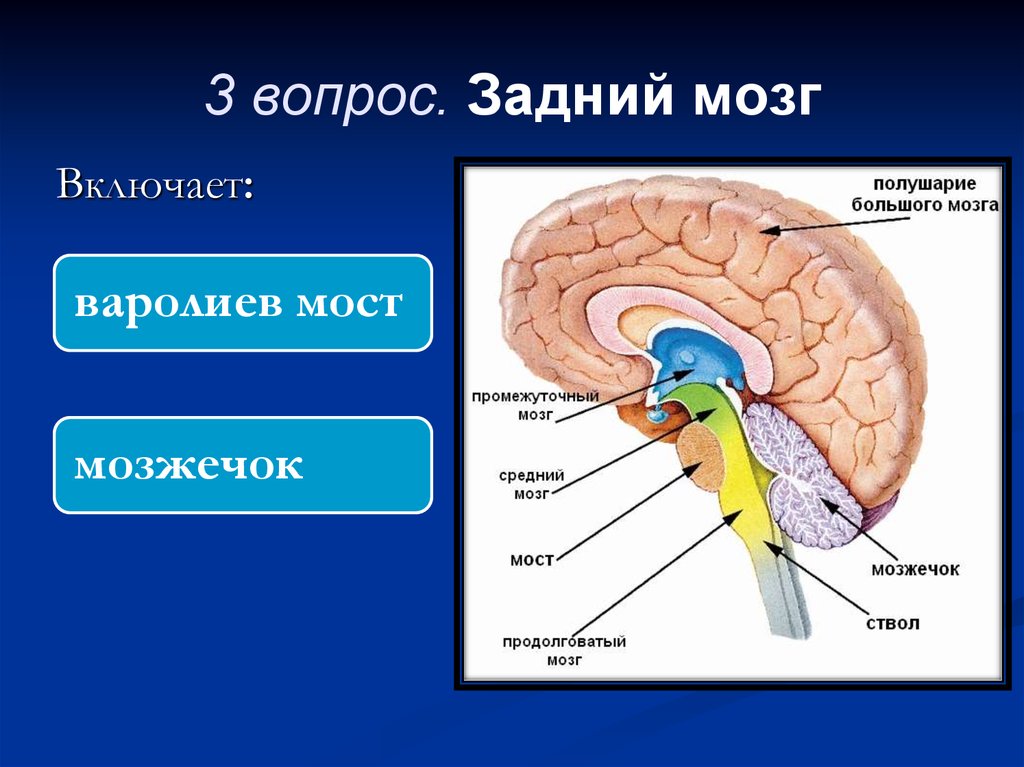 Задний головной мозг включает отделы. Задний мозг мост и мозжечок. Строение заднего головного мозга мозжечок. Строение отделов головного мозга задний мозг. Задний мозг варолиев мост и мозжечок.
