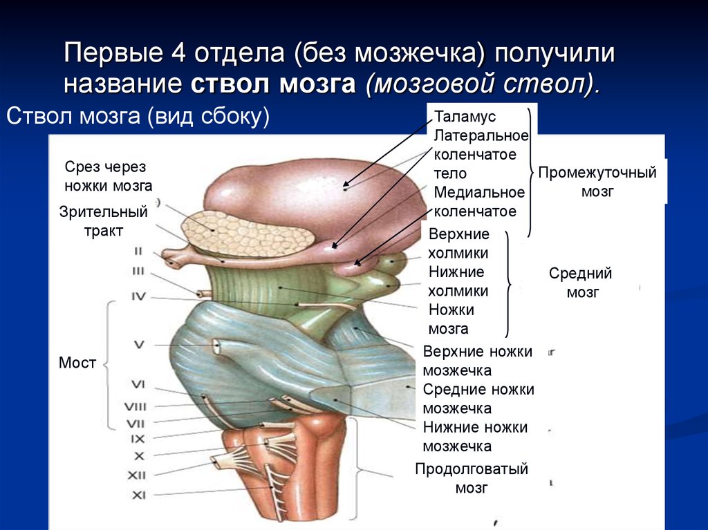 Средние ножки мозжечка. Ствол мозга анатомия функции. Ствол мозга продолговатый средний промежуточный. Ножки мозжечка анатомия строение. Ствол головного мозга и мозжечок.